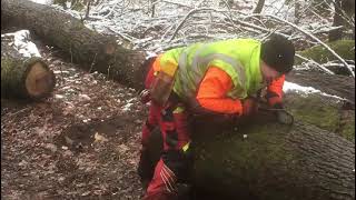Motorsägekette Feilen Im Wald