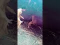 اغنيه أنتي بسكوت ايه مقرمش
