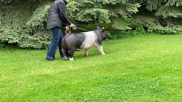 Crossbred Gilt-downing
