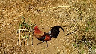 EASY WILD CHICKEN TRAP USING WOOD BY KIGGUNDU FAMILY ADVENTURES easy_bird_trap chickentrap