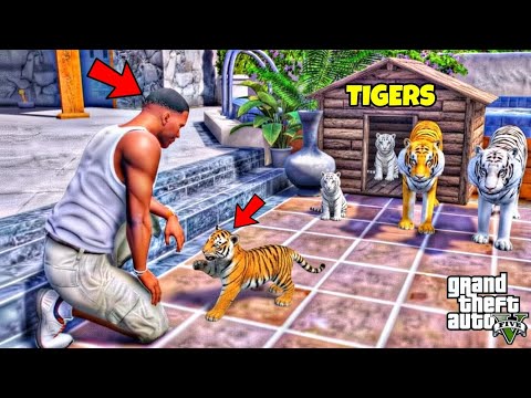 Franklin Found Tigers Secret Babies in GTA 5 