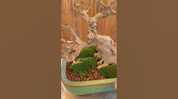 Cách cấp cứu cây mai chiếu thuỷ bị thối rễ #phieudubonsai #kichreanhdadenphieudu
