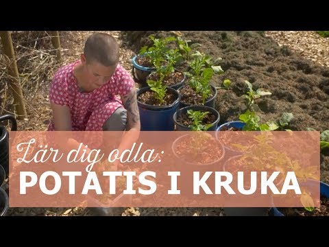 Video: Potatisplanta Krukväxt – Att odla en potatisplanta i en kruka inomhus