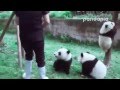 Панды мешают уборщице. Panda helps clean up.