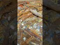 ✨✨✨From Deep Blue to Dinner Plate #shorts #shortsviral #shortsvideo #seafood #shirmps #shirmp #fish