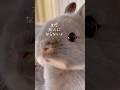 【感動】ママから離れたくない子ウサギが切なかわいい… #shorts #うさぎ #赤ちゃんうさぎ