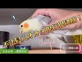 不法侵入オカメ現行犯逮捕！〜インコ警察24時〜　#オカメインコ　#セキセイインコ #コザクラインコ
