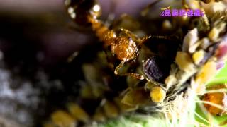《昆蟲捉迷藏》【昆蟲三角關係：蚜蟲、螞蟻與瓢蟲】