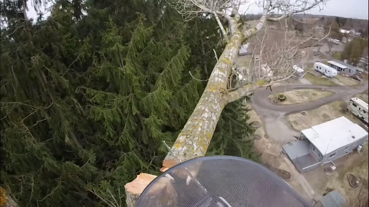 Taking Down a Large Poplar Tree - YouTube