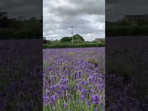 Somerset Lavender Farm #somerset #lavenderflowers  #summer #summervibes  #2023