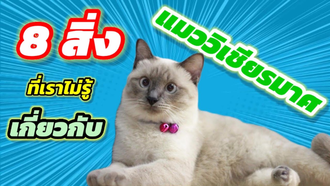 แมววิเชียรมาศ ราคา  Update New  8 สิ่งที่คุณไม่เคยรู้เกี่ยวกับแมววิเชียรมาศ