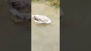 Duck at Mantokha Waterfall Skardu | Travel Pakistan duck skardu manthokawaterfall