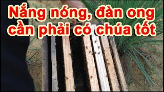 Nắng nóng, rất cần các đàn ong có chúa tốt