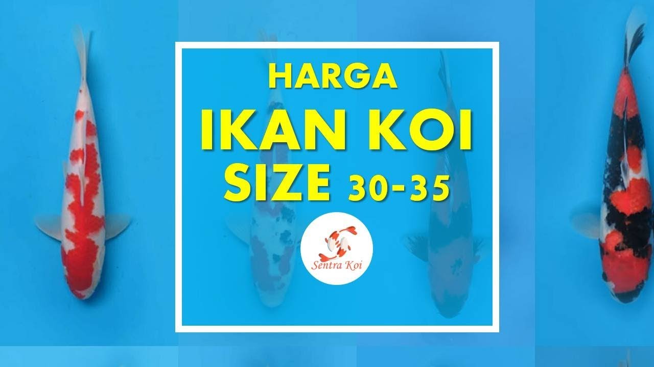 HARGA IKAN KOI SIZE 30-35 WA 085790350828 