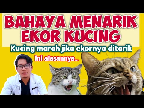 Video: Kelemumur Pada Kucing, Termasuk Di Bahagian Belakang Berhampiran Ekor: Penyebab Penampilan, Diagnosis, Sama Ada Rawatan Diperlukan, Pencegahan Seborrhea, Ulasan