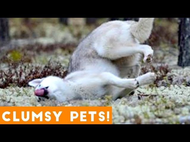 Funniest Clumsy Pet Fails Ever 2018 | Funny Pet Videos