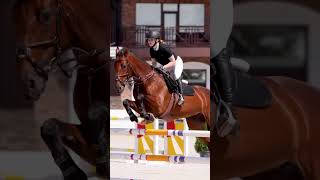 Froloma 10 KWPN jumping mare for sale #horse #horsesforsale #equestrian #salehorses