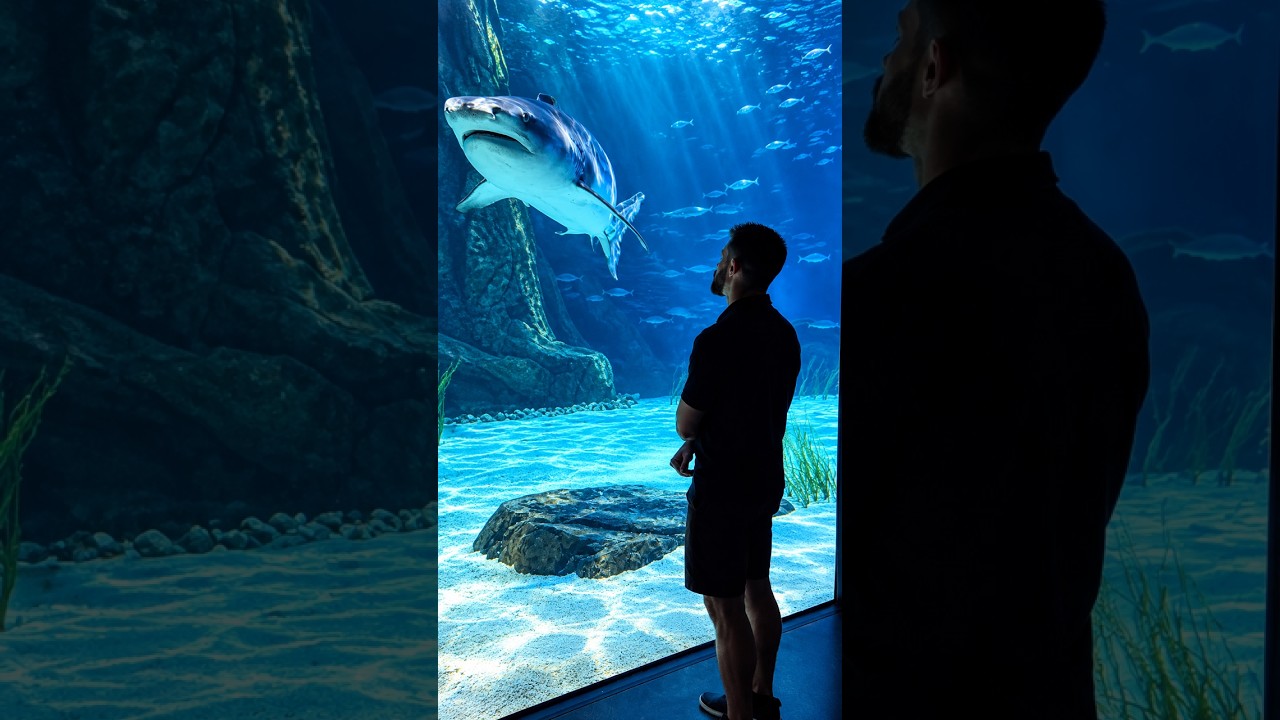 Predators of the Deep Aquarium 🦈