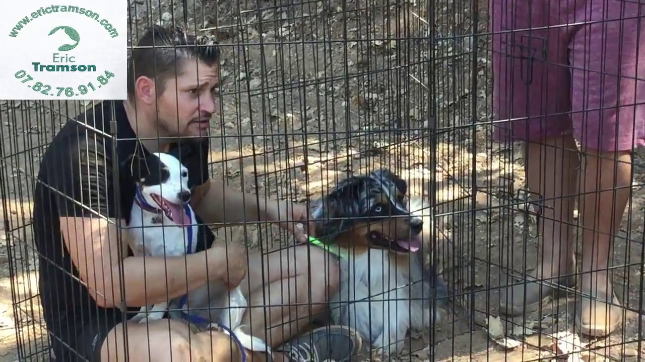 TEST AGRESSIVITE JACK RUSSEL/ERIC TRAMSON/EDUCATEUR CANIN - YouTube