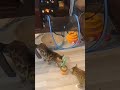 FUNNY VIDOES CATS🤣😂 #shorts #animalshorts #funnyshorts