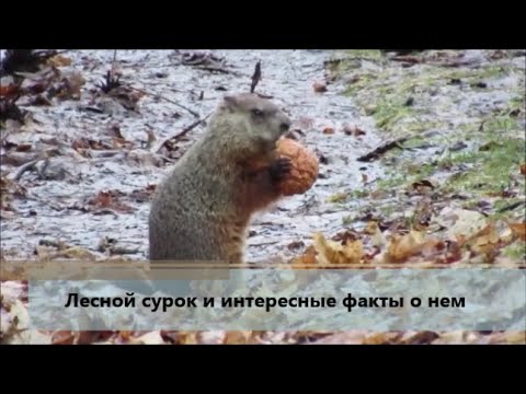 Лесной сурок и интересные факты о нем