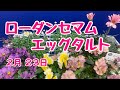 ローダンセマムとビオラ華あられの寄せ植え　#プランツギャザリング