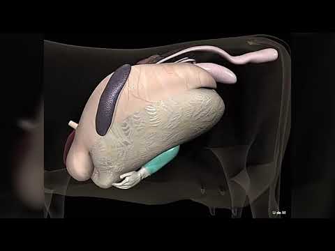 فيديو: ماذا تفعل ال abomasum في بقرة؟