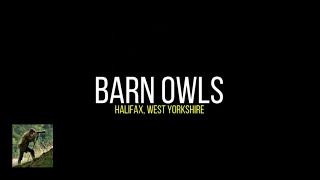 Barn Owls (Calderdale)