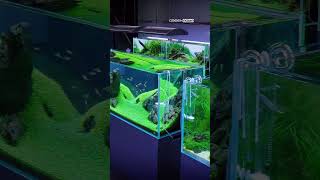 Throwback To The 𝑩𝒊𝒓𝒕𝒉𝒑𝒍𝒂𝒄𝒆 Of Aquascaping. Japan Nature Aquarium Gallery, 2019.