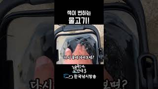 물에 넣으면 색이 변하는 신기한 물고기  #한국낚시방송 #fishing #대마도