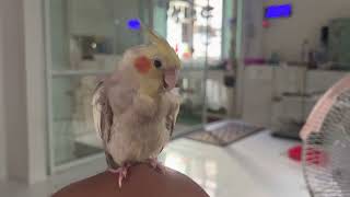 ฝึกนกร้องเพลงHappy Birthday COCKATIEL training song: #HappyBirthday #Cockatiel #BirdSing