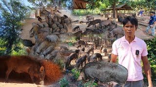 วิธีเลี้ยงหมูป่าแบบปล่อยตามธรรมชาติ ลดต้นทุนค่าอาหาร ประสบการณ์กว่า 20 ปี 100ตัว อ.เซกา จ.บึงกาฬ