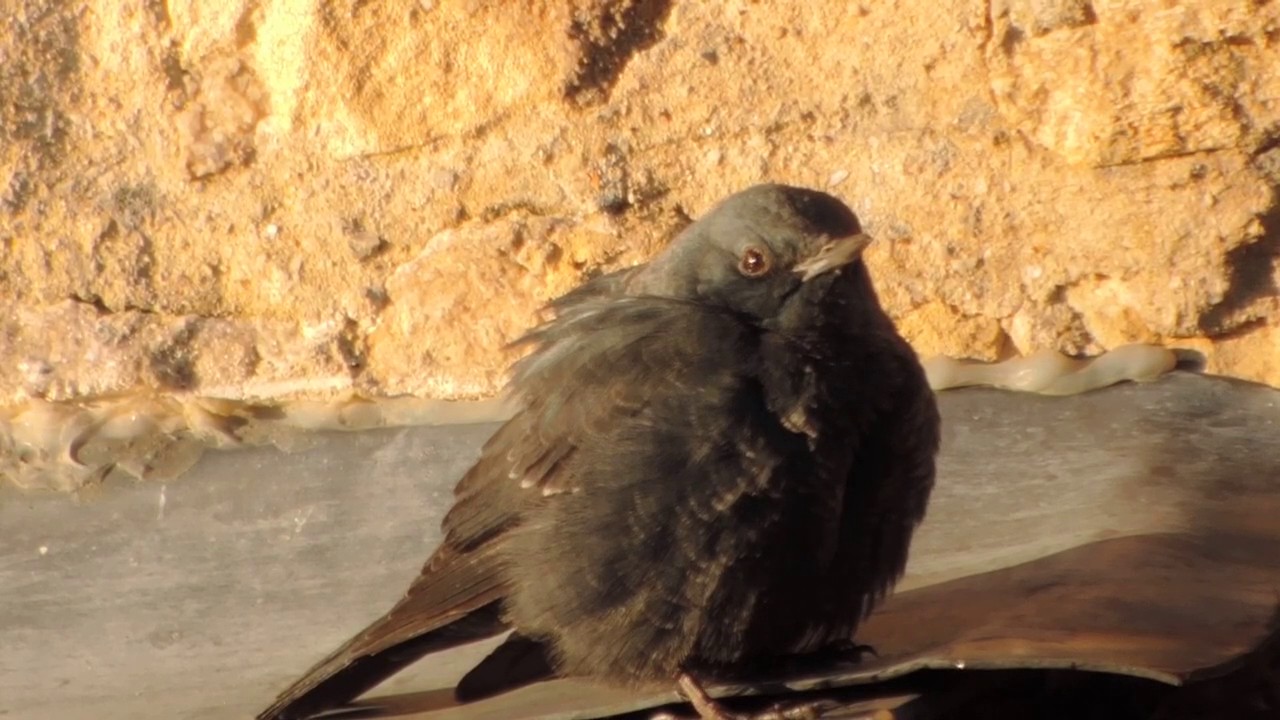 Blue Rock Thrush. Stow-on-the-wold.Gloucestershire. 29.12.2016 