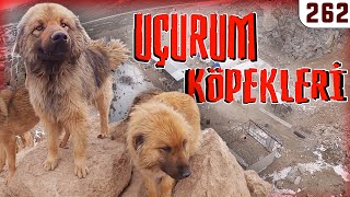 Dev Köpekler Uçurum Kenarinda Simay Patilicanları Kor. Der. 262
