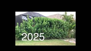 Planted This 2 Gallon evergreen Privacy Clusia Hedge in 2022 Now About 8 Feet Tall Clusia Hedges Planted For Privacy