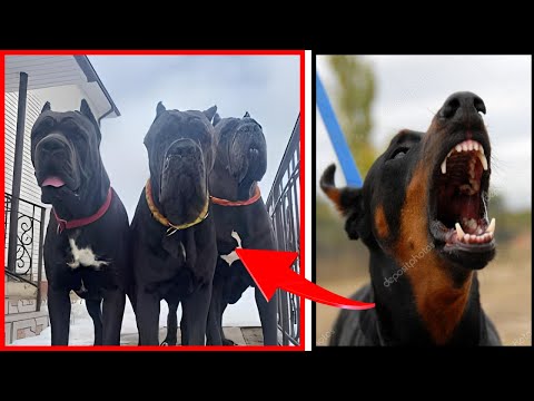 Vídeo: Top 10 raças de cães injustamente proibidos