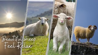 Beautiful sheep- Feel Relax | Animals | Watch Full HD Video