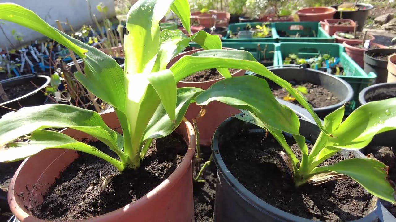 Speerblume nach zwei Jahren: Warum Doryanthes so langsam wächst
