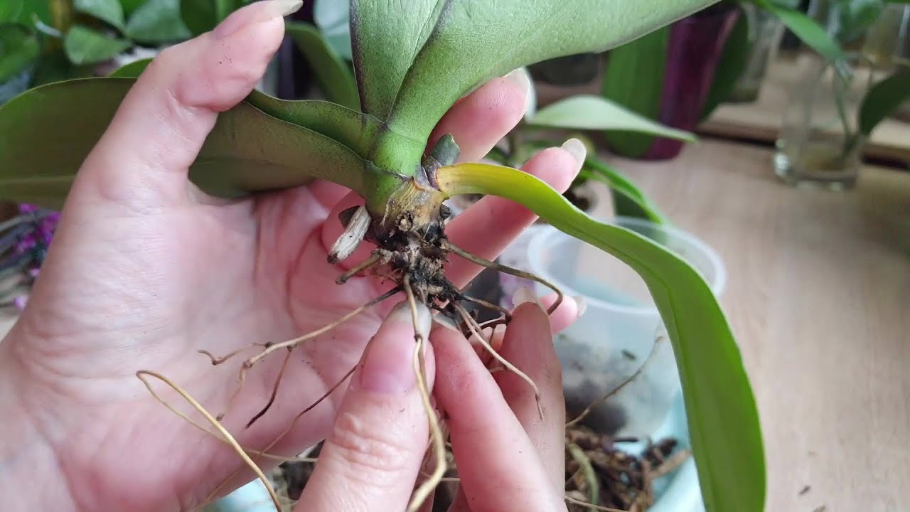 Две новые орхидеи реанимашки. Как нарастить корни с нуля. Первое с чего ...