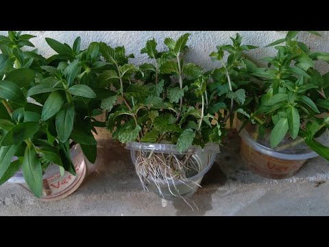 Video Trồng rau om, rau húng lủi bằng nước - youtube