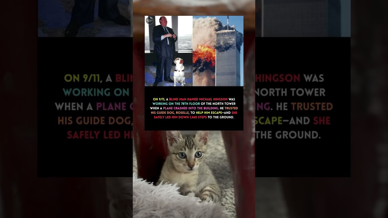 Kitty Bob Reacts to People Stories Online | 