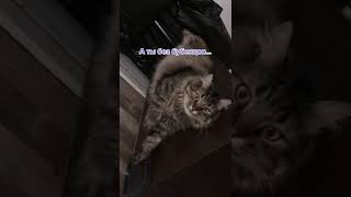 Чуча #Несправедливо #Камедиклаб #Котчуча