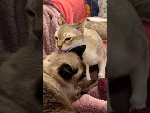 同居猫にペロペロされて気持ちよさそうだったのに急にペシッとして追いやっちゃうたぬき猫なのにゃ♪ #cat #シンガプーラ #トンキニーズ#たぬき猫#singapura#tonkinese