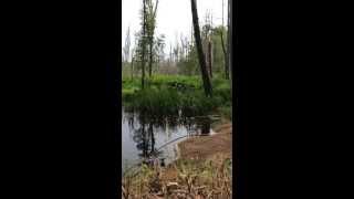 5 lb tannerite on beaver dam