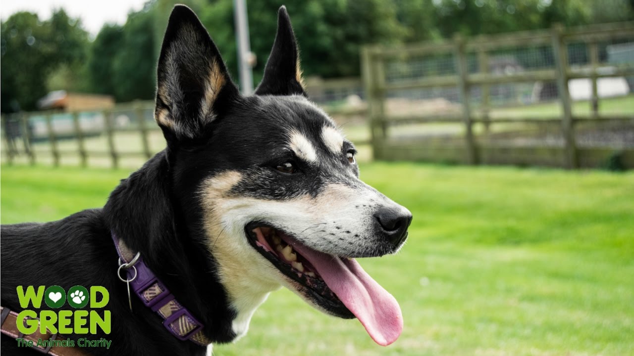 petco hours Scarlet 19466