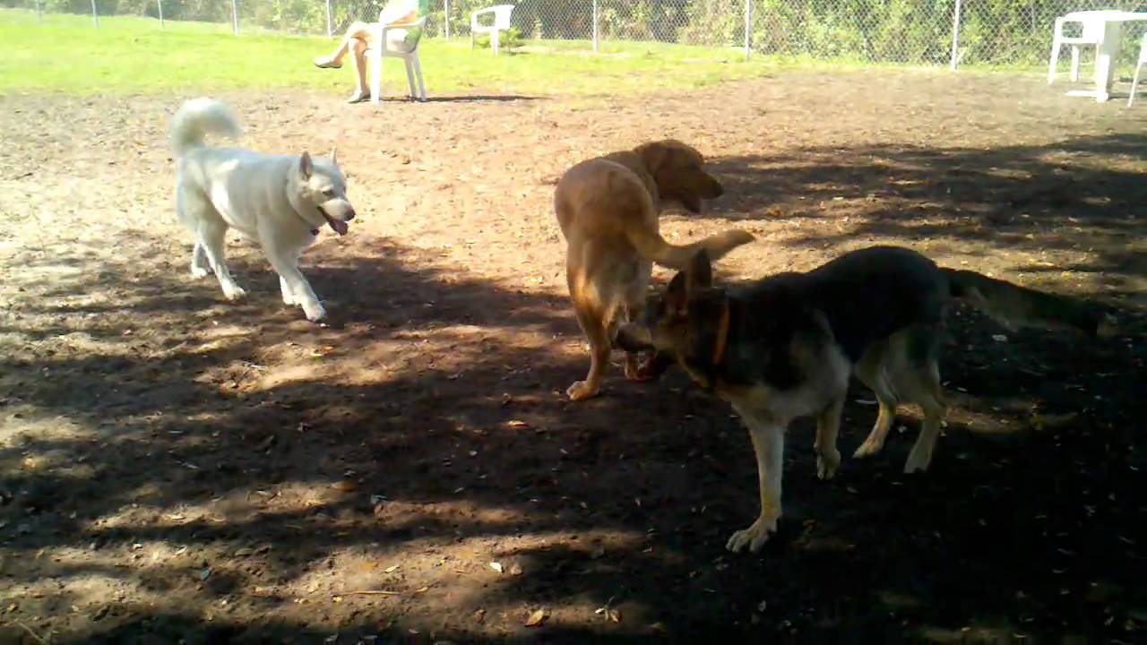 Dogs. Plays on dog park. North. Forth Myers YouTube