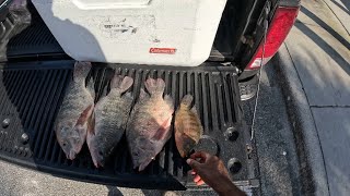 Monster Blue Tilapia & Fresh Water Snapper (CCC)