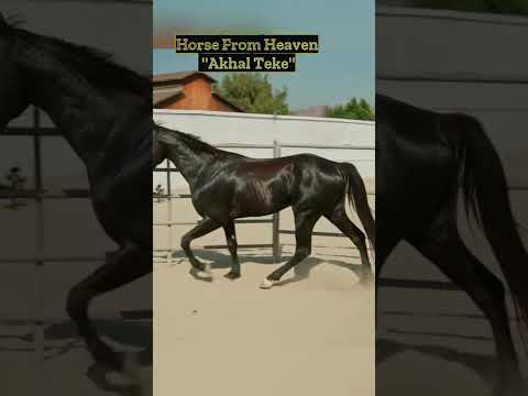 Horse From Heaven