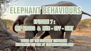 ELEPHANT TUSKS AND TRUNKS - THE PERFECT FORAGING COMBO | ELEPHANT BEHAVIOUR SERIES EPISODE 6