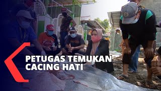 Petugas Temukan Cacing Hati di Hewan Kurban